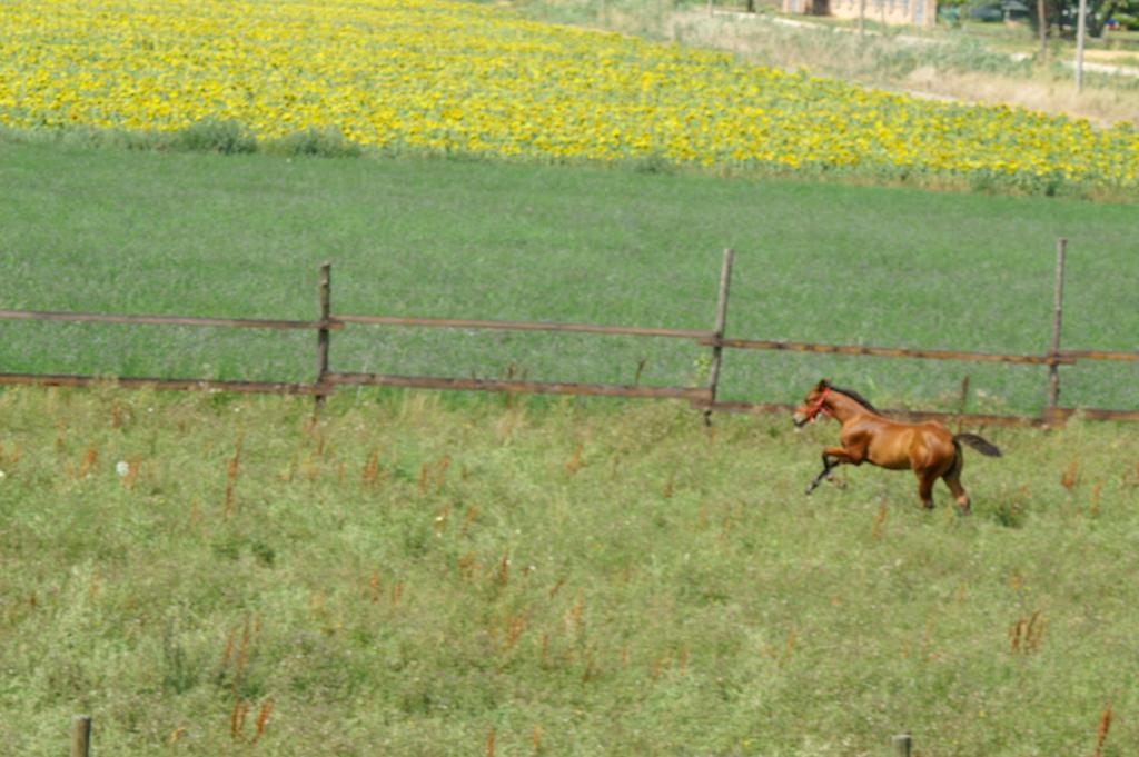 Vila Valle Rillo Agriturismo Comacchio Exteriér fotografie